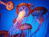 Jellyfish Canvas Paintings - Jellyfish 2